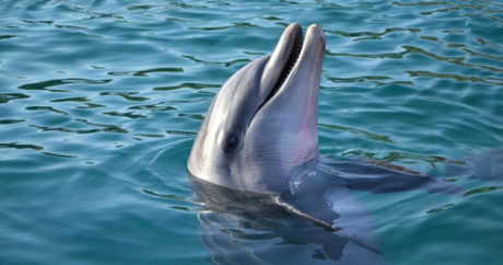 Инстаблоггер разыграл подписчиков поеданием дельфина