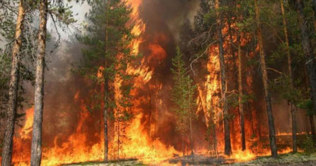 В Сирии и Ливане из-за жары вспыхнули сильные лесные пожары