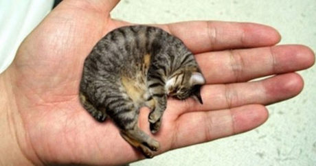 Найдена самая маленькая кошка в мире