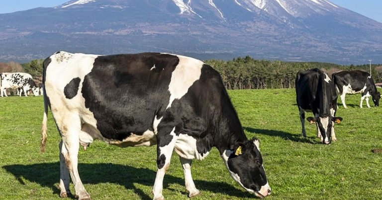 Первая в мире клонированная корова умерла в Японии