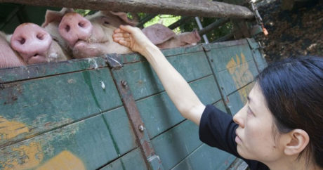 В Китае разводят гигантских свиней размером с белого медведя