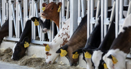 Россия купила у Европы 45 тыс. дойных коров, чтобы отказаться от импортного молока