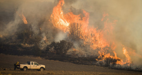 США охватили масштабные лесные пожары