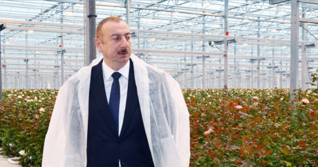 Ильхам Алиев ознакомился в Габале с цветоводческой теплицей