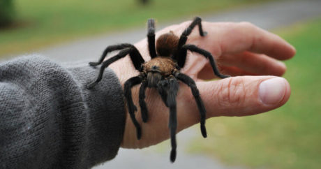 Откуда взялась арахнофобия — страх перед пауками?