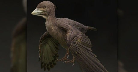 Найдены останки первой птицы на Земле