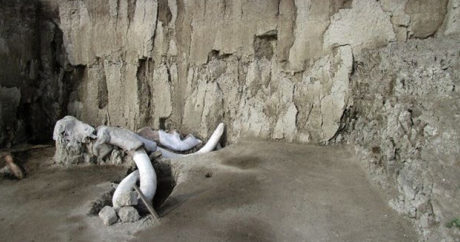 Найдено самое крупное захоронение останков мамонтов