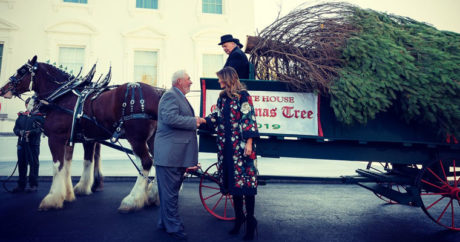 В Белый дом доставили рождественскую ель — ФОТО