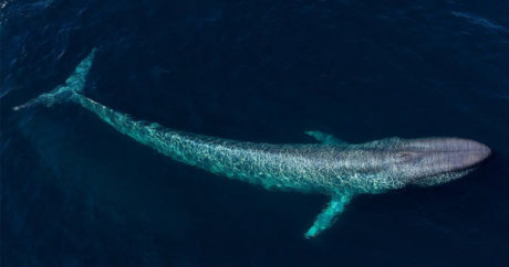 Ученые выяснили, почему размеры голубых китов не меняются в течение миллионов лет