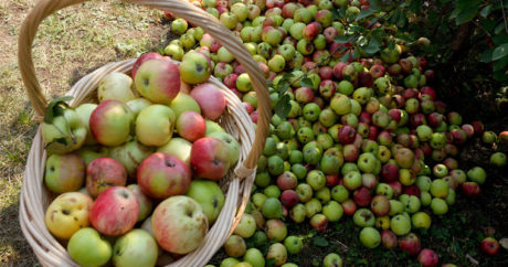 Роскачество обнаружило пестициды в детском яблочном пюре