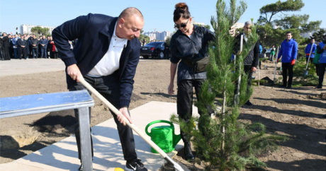 Ильхам Алиев и Мехрибан Алиева приняли участие в акции по посадке деревьев
