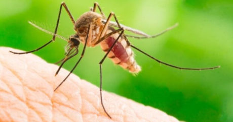 В Гондурасе число погибших от лихорадки денге возросло до 155 человек