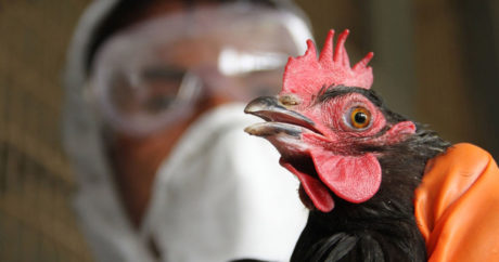 АПБА проведет мониторинги в связи с «птичьим гриппом»