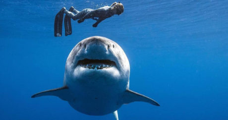 У острова Реюньон акула, предположительно, съела британского туриста