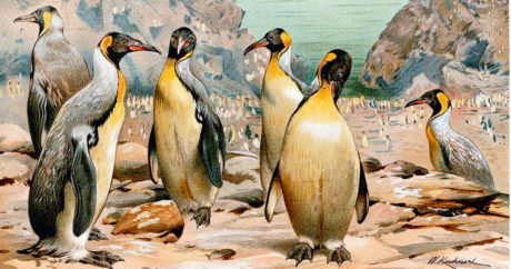 Ученые нашли гигантского окаменелого пингвина