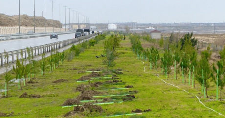 Обе стороны автомагистрали Алят-Астара-Иран будут озеленены в связи с юбилеем Насими