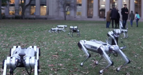В США собак-роботов выгуляли в парке