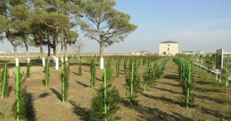 Азербайджанская армия продолжает акцию по посадке деревьев