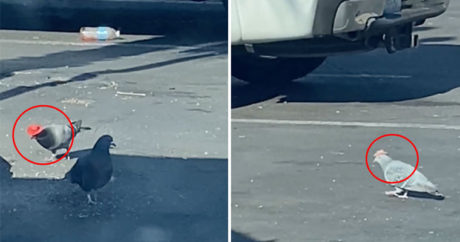 На улицах Лас-Вегаса появились голуби в маленьких ковбойских шляпах