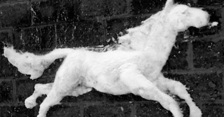 Житель Астаны создает снежных животных на стенах домов — видео