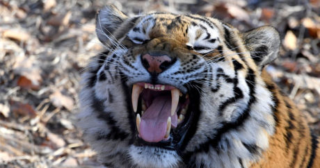 Тигр напал на автомобиль с туристами в Индии