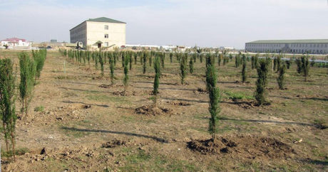 Армия Азербайджана в этом месяце посадит свыше 200 тыс. деревьев
