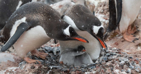 Пингвины превратили остров в детский сад