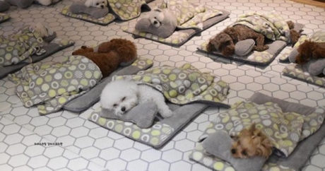 В сети показали детский сад для щенков — ФОТО