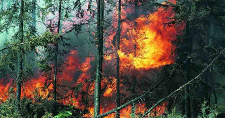 Лесной пожар в Чили повредил более 100 домов