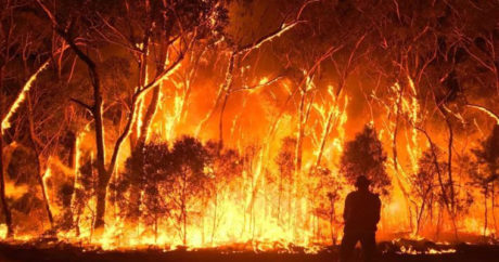 Австралия горит: лесные пожары побили мировые рекорды — ФОТО