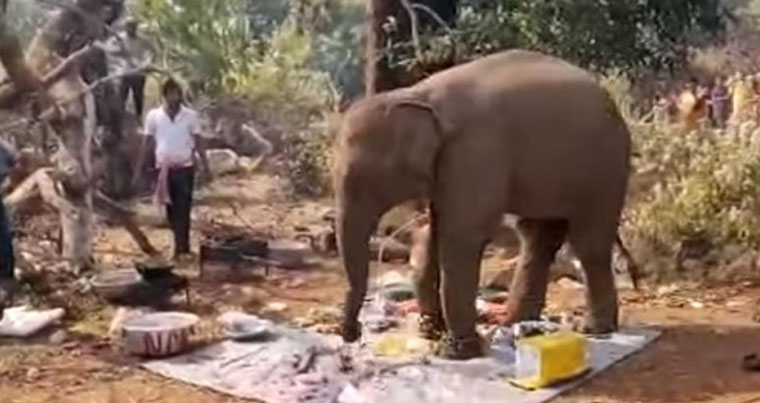 В Индии слон прогнал людей с пикника и съел еду — ВИДЕО