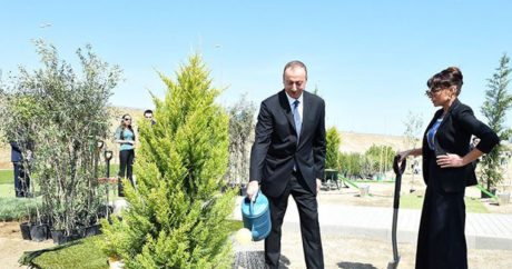 Ильхам Алиев и Мехрибан Алиева приняли участие в акции по посадке деревьев в Шамахы