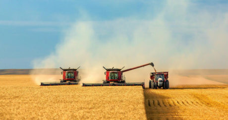 В России собрали 120 млн тонн зерна