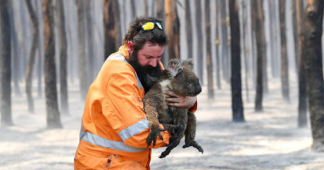 Более миллиарда животных погибли в лесных пожарах Австралии