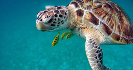 «Красный прилив» в Мексике привел к гибели почти 300 черепах