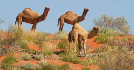 В Австралии власти застрелили 5 тыс. верблюдов