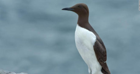 Миллион морских птиц погибло за год из-за потепления воды в океане