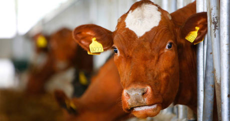 Ученые узнали об умении коров говорить друг с другом