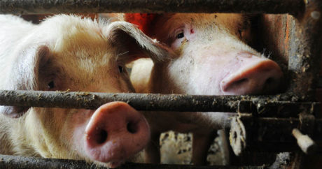 Свиньи съели собственного хозяина в Польше