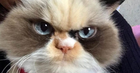 В сети нашли «реинкарнацию» Grumpy Cat — ФОТО
