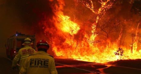 Николь Кидман и Пинк пожертвовали $1 млн на борьбу с пожарами в Австралии