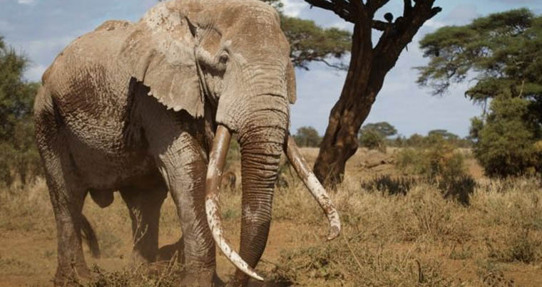 В Кении умер слон с самыми крупными бивнями