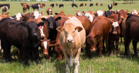 Грузия ввела ограничения на экспорт крупного рогатого скота