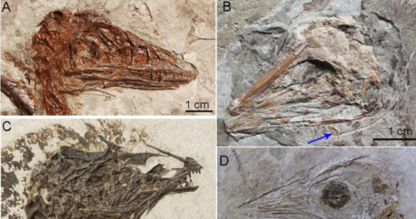 Ученые нашли в Китае новые следы динозавров юрского периода