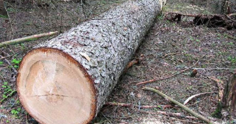 Житель Исмайыллы привлечен к ответственности за незаконную вырубку деревьев