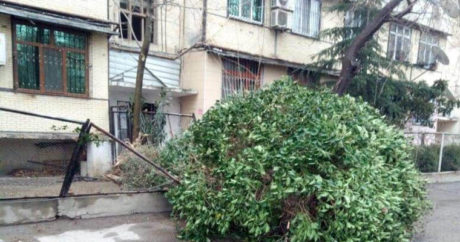 Бакинский ветер повредил деревья — ФОТО