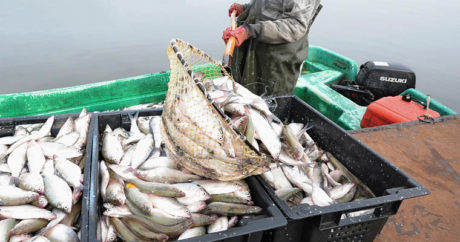 Обнародованы статистические данные по рыболовству в Азербайджане