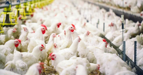 Азербайджан ввел ограничение на импорт птицеводческой продукции из 12 стран