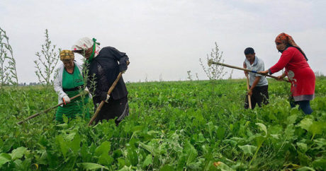 Женщины-фермеры Азербайджана получат техническую поддержку