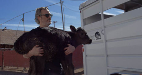 Хоакин Феникс спас теленка с коровой со скотобойни